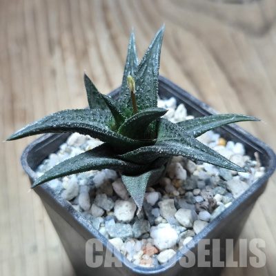 VVG32949 Haworthia nigra