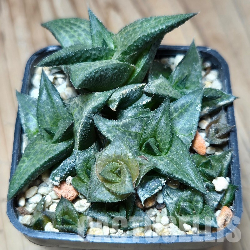 VVG32951 Haworthia coriacea x venosa clon 2
