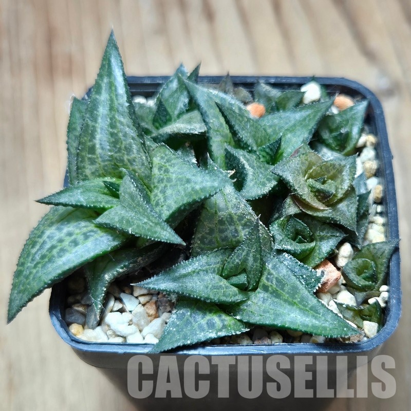 VVG32951 Haworthia coriacea x venosa clon 2 - Image 2