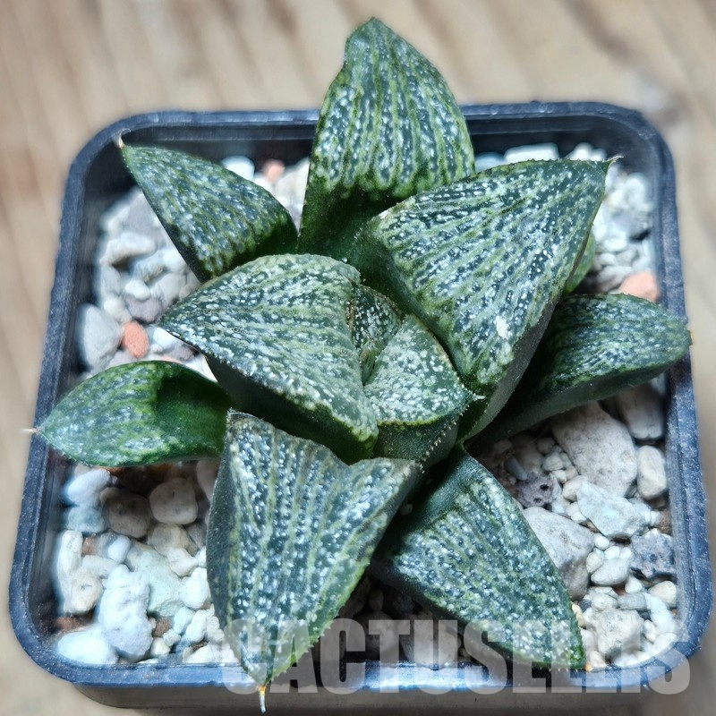 VVG32952 Haworthia magnifica v.splendens -Dekriet Road- seedling