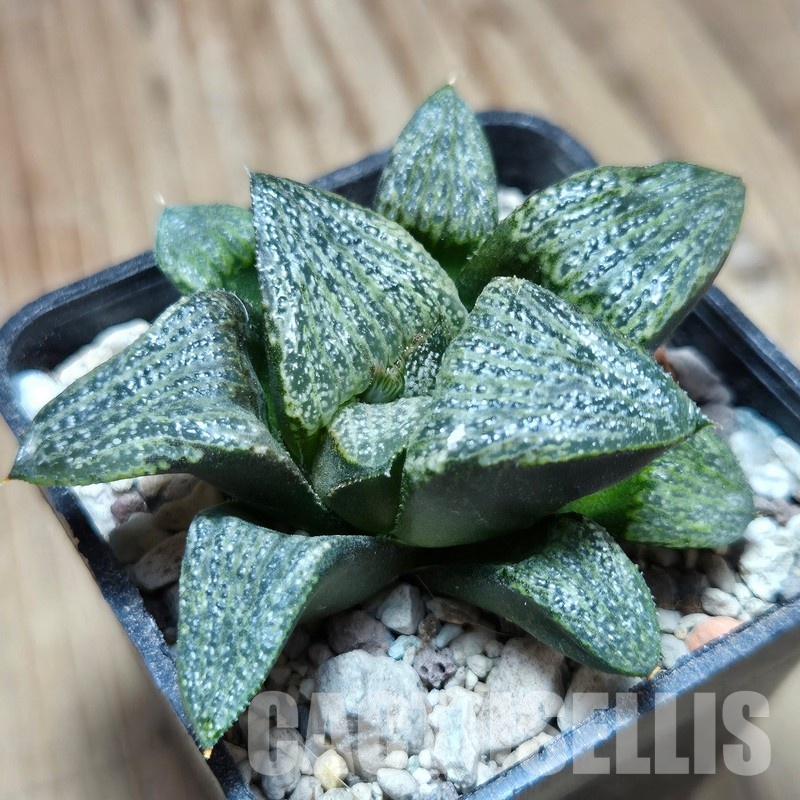 VVG32952 Haworthia magnifica v.splendens -Dekriet Road- seedling - Image 2