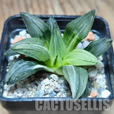 VVG32957 Haworthia atrofusca 'Watermelon' f.variegata