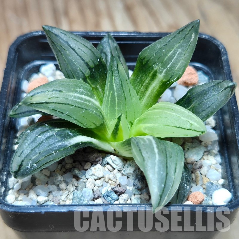 VVG32957 Haworthia atrofusca 'Watermelon' f.variegata