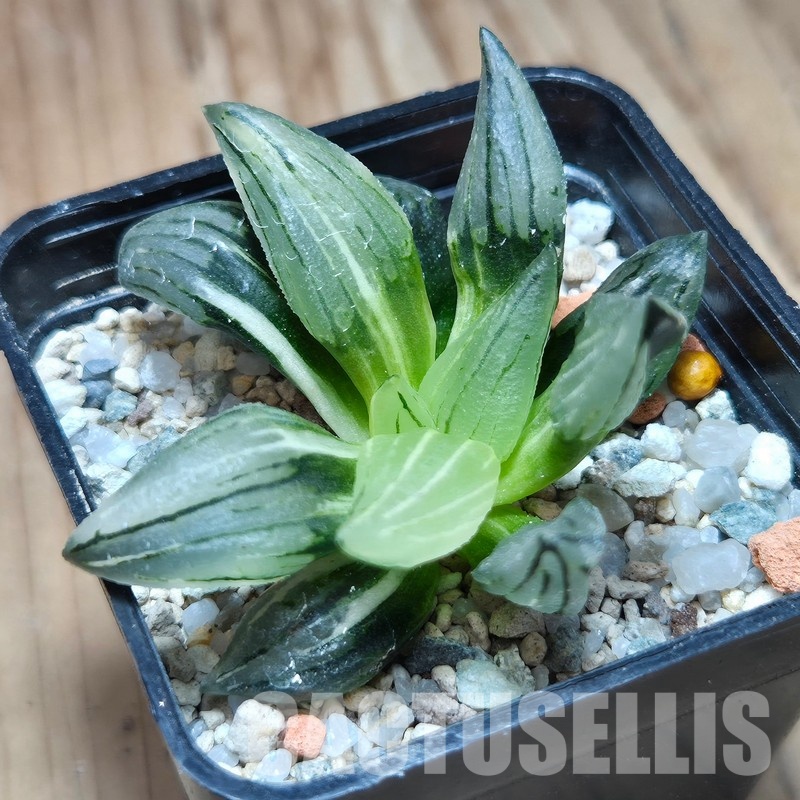 VVG32957 Haworthia atrofusca 'Watermelon' f.variegata - Image 2