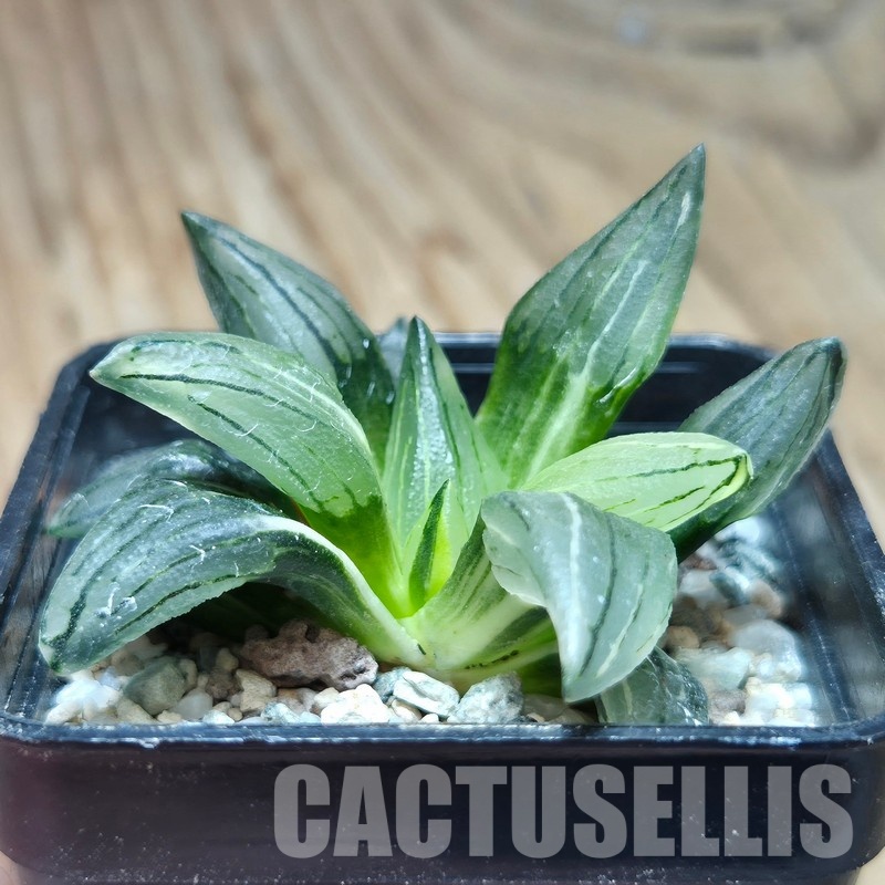 VVG32957 Haworthia atrofusca 'Watermelon' f.variegata - Image 3