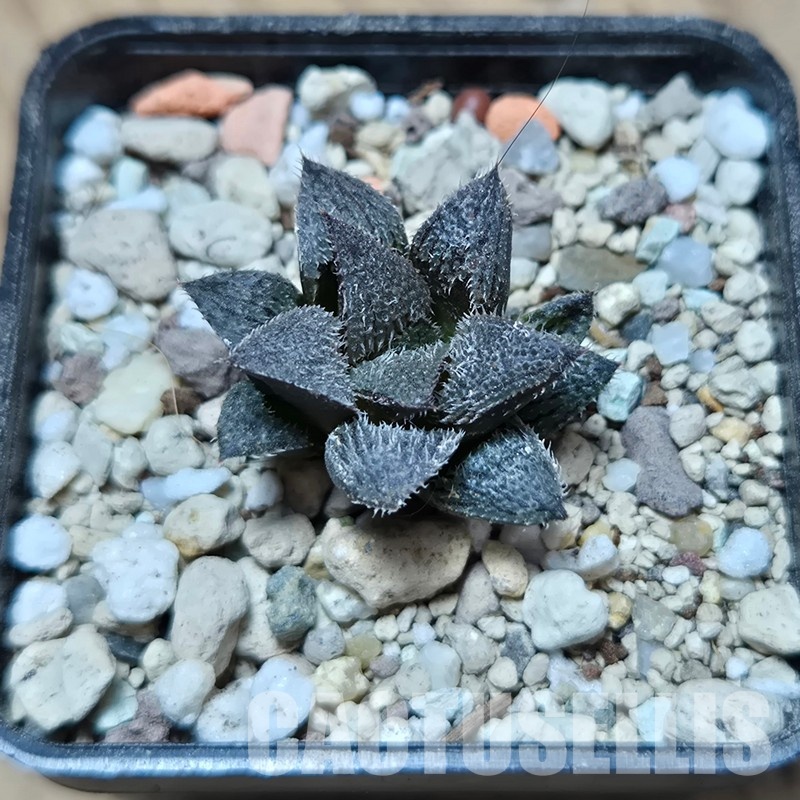 VVG32959 Haworthia mirabilis v.pillosa MBB7246 seedling - Image 2