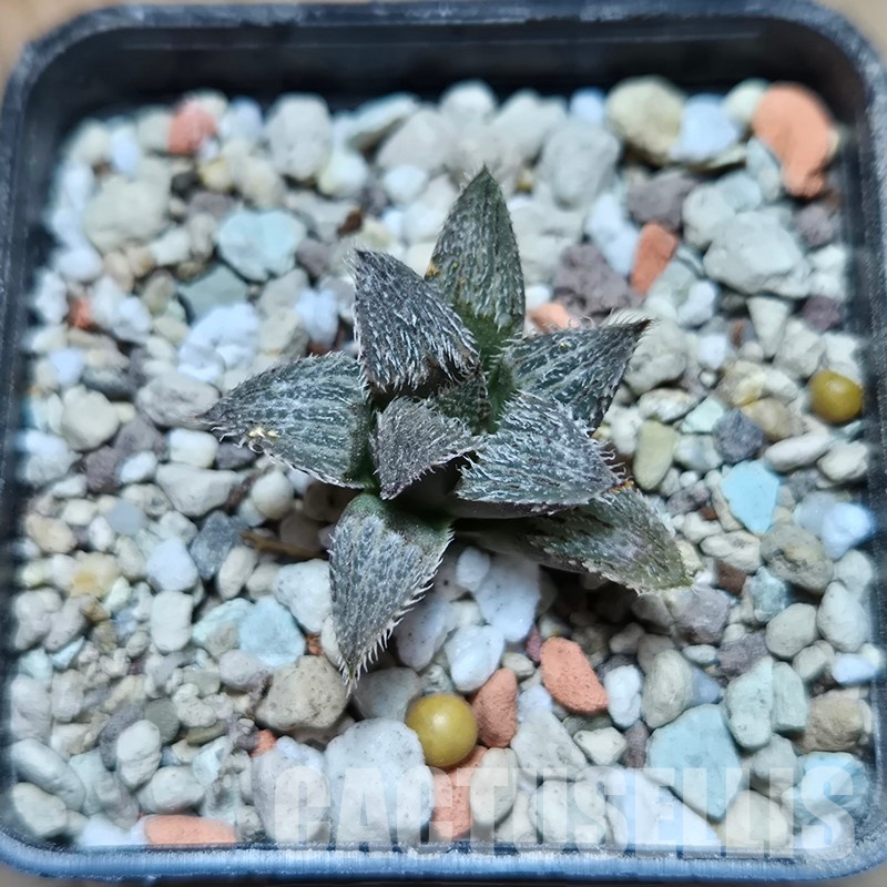 VVG32960 Haworthia mirabilis v.pillosa MBB7246 seedling - Image 2
