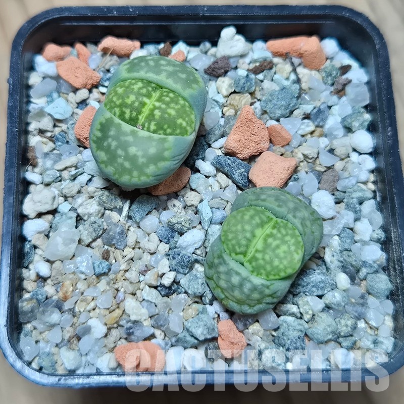 VVG32961 Lithops julii v. fulleri ‘Fullergreen’ 2 plants seedling