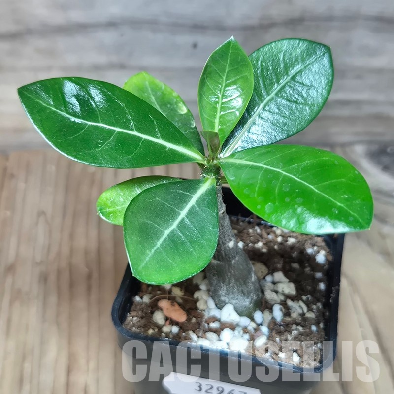 VVG32967 Adenium obesum hybrid mix seedling