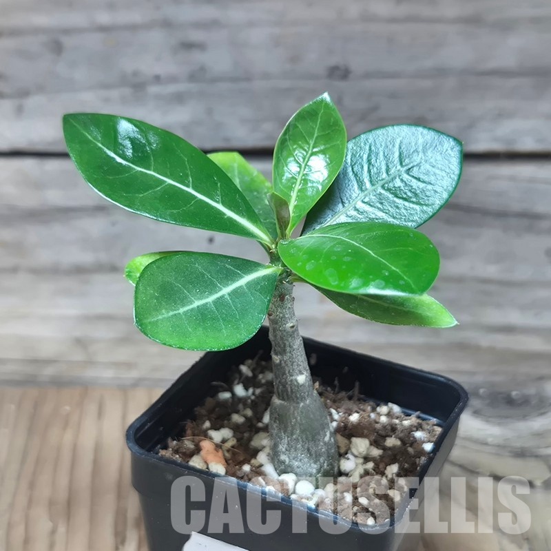 VVG32967 Adenium obesum hybrid mix seedling - Image 2