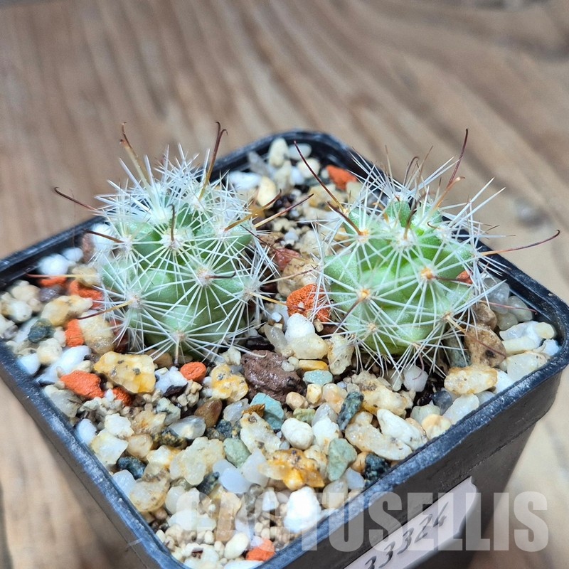 VVG33324 Mammillaria boolii 2 plants seedling