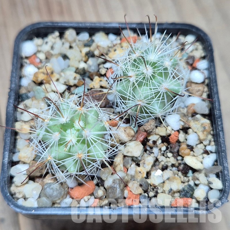 VVG33324 Mammillaria boolii 2 plants seedling - Image 2