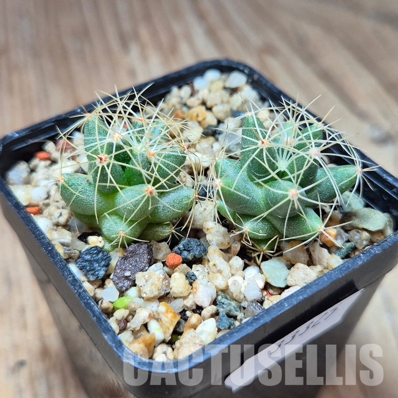 VVG33325 Mammillaria longimamma 2 plants seedling