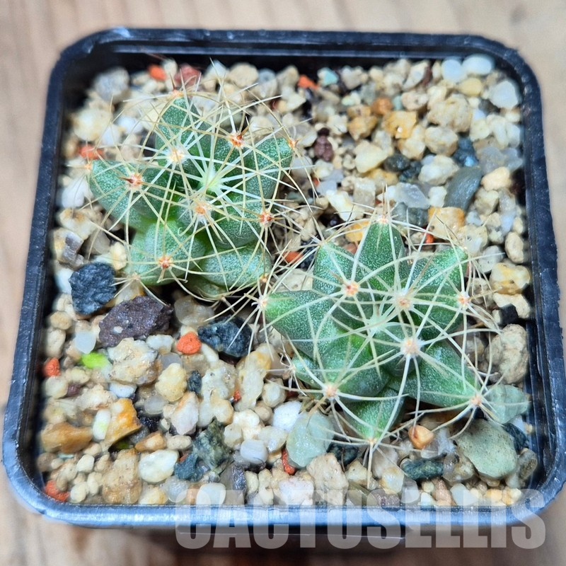 VVG33325 Mammillaria longimamma 2 plants seedling - Image 2