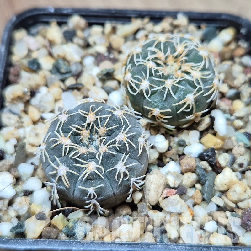 VVG33326 Gymnocalycium stellatum v. kleinianum SH1847 2 plants seedling - Image 2
