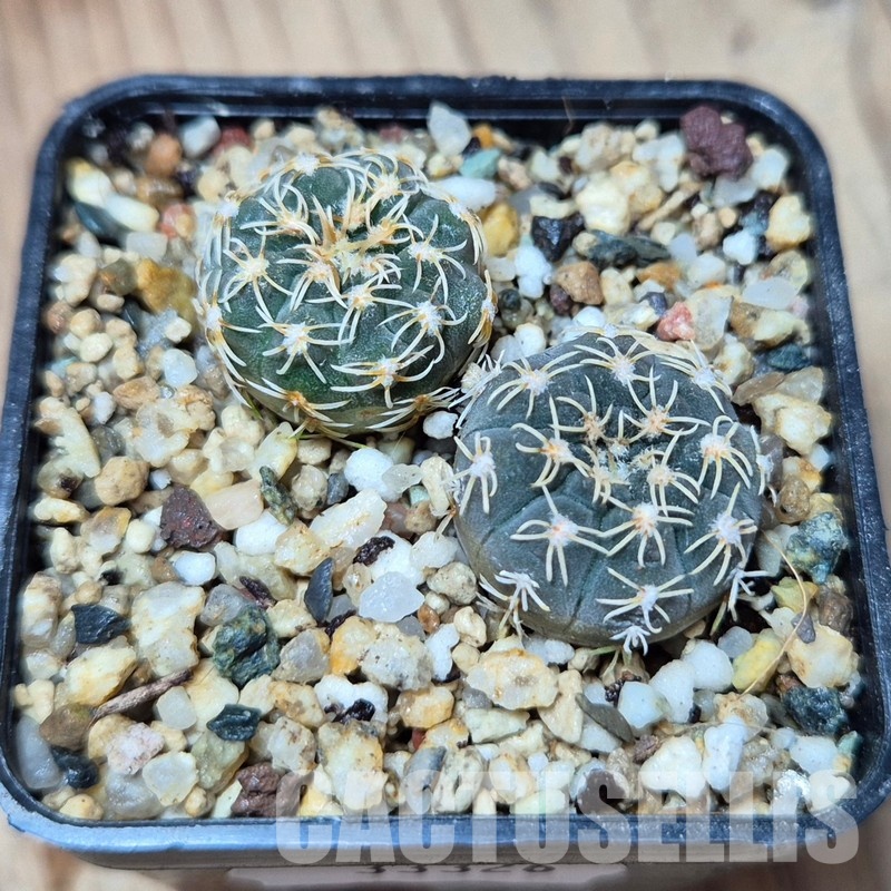 VVG33326 Gymnocalycium stellatum v. kleinianum SH1847 2 plants seedling - Image 3