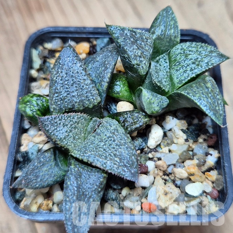 VVG33327 Haworthia magnifica v.splendens -Dekriet Road- seedling 2 plants