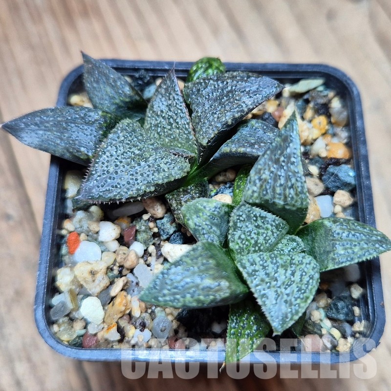 VVG33327 Haworthia magnifica v.splendens -Dekriet Road- seedling 2 plants - Image 2