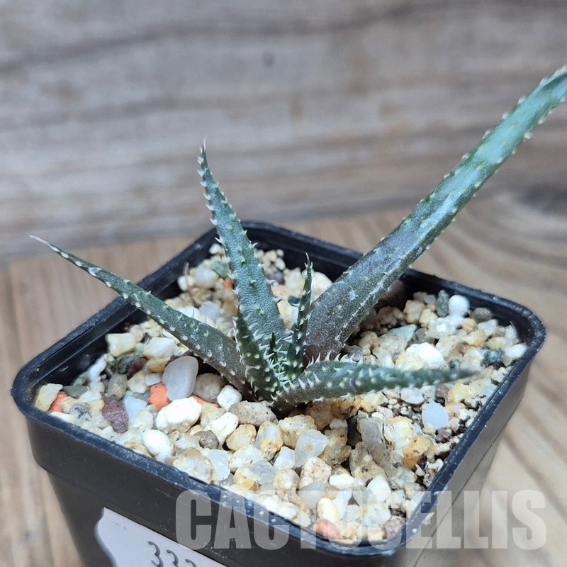 VVG33329 Aloe florenceae seedling