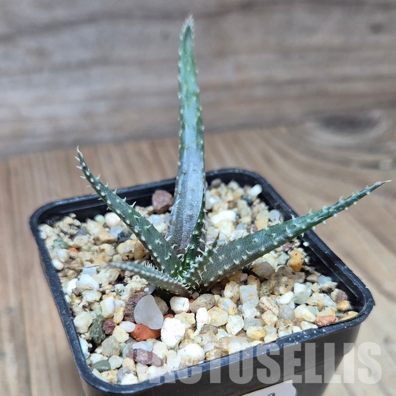 VVG33329 Aloe florenceae seedling - Image 2