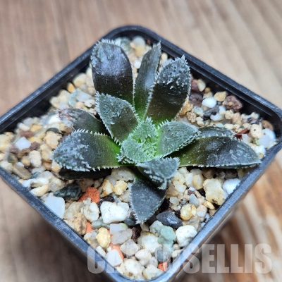 VVG33330 Haworthia ‘Kegazato’ x cooperi x venusta x clon22 + clon25 seedling