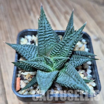 VVG33331 Haworthia limifolia -Ubombo-