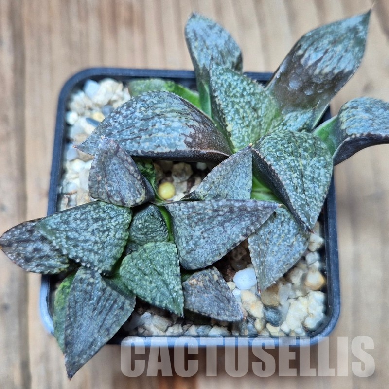 VVG33332 Haworthia picta -George Southeast of Zebra seedling 2 plants