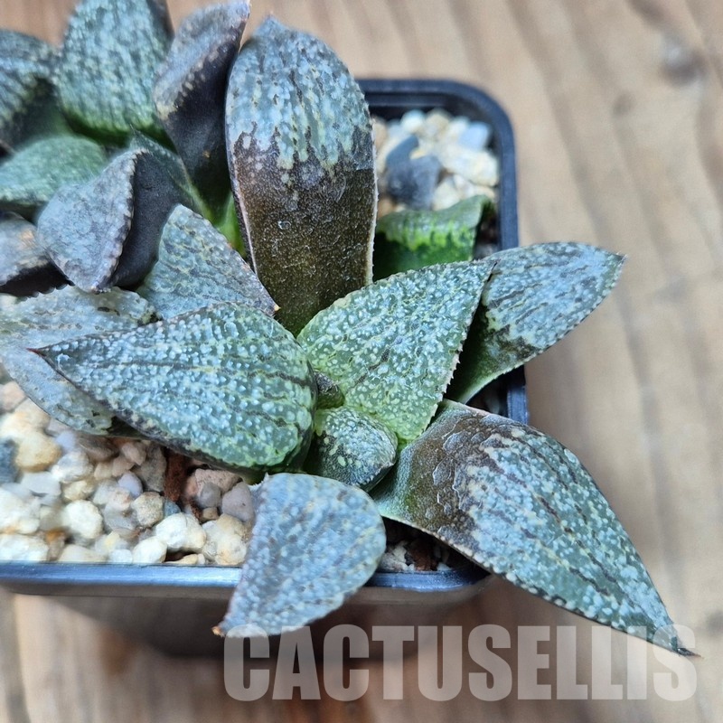 VVG33332 Haworthia picta -George Southeast of Zebra seedling 2 plants - Image 2