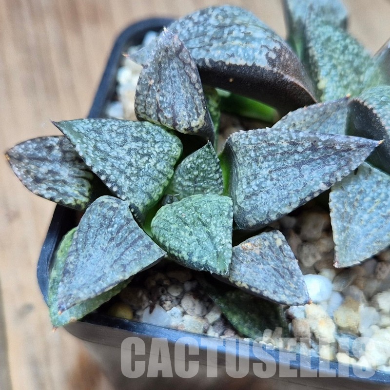 VVG33332 Haworthia picta -George Southeast of Zebra seedling 2 plants - Image 3