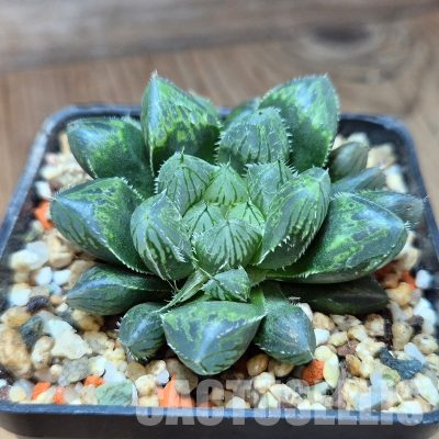 VVG33333 Haworthia ‘Kegazato’ x cooperi x venusta x obtusa ‘Purple Dodson’ seedling