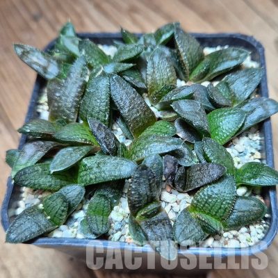 VVG33336 Haworthia koelmaniorum mix seedling 18 plants
