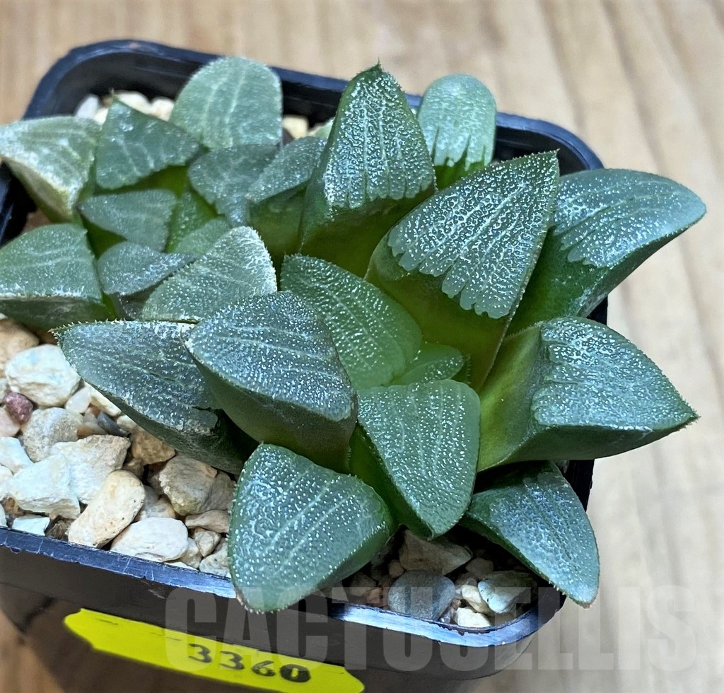 VVG3360 Haworthia bayeri 2 plants
