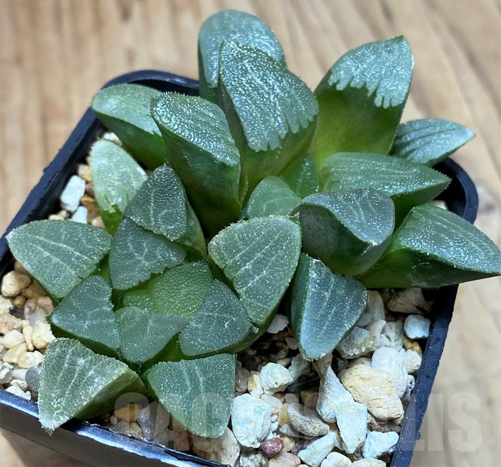 VVG3360 Haworthia bayeri 2 plants - Image 2