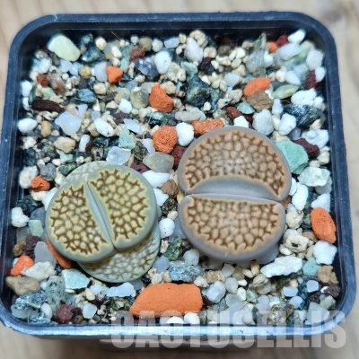 VVG35195  Lithops hallii mix seedling 2 plants