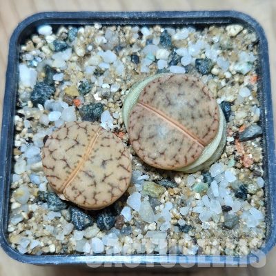 VVG35196  Lithops gracilidelineata v. brandbergensis C383 seedling 2 plants