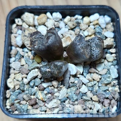 VVG35197 Conophytum pellucidum