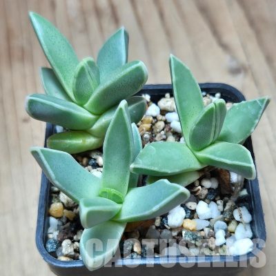VVG35198 Faucaria bosscheana 3 plants seedling