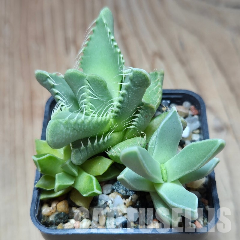 VVG35200 Faucaria mix 3 plants seedling