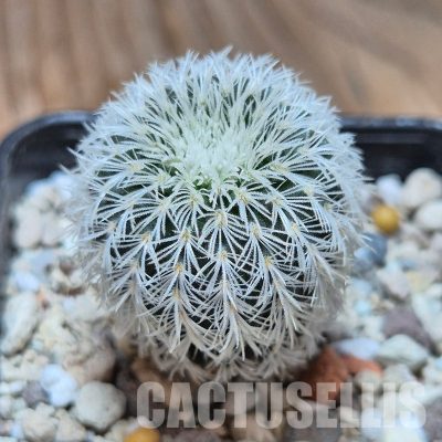 VVG35201 Frailea densispina seedling