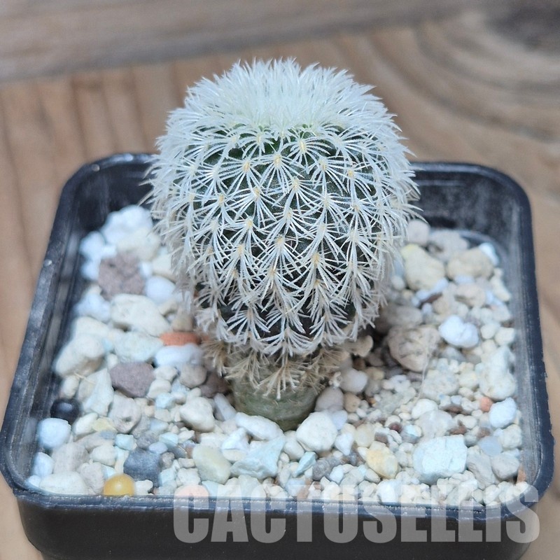 VVG35201 Frailea densispina seedling - Image 2