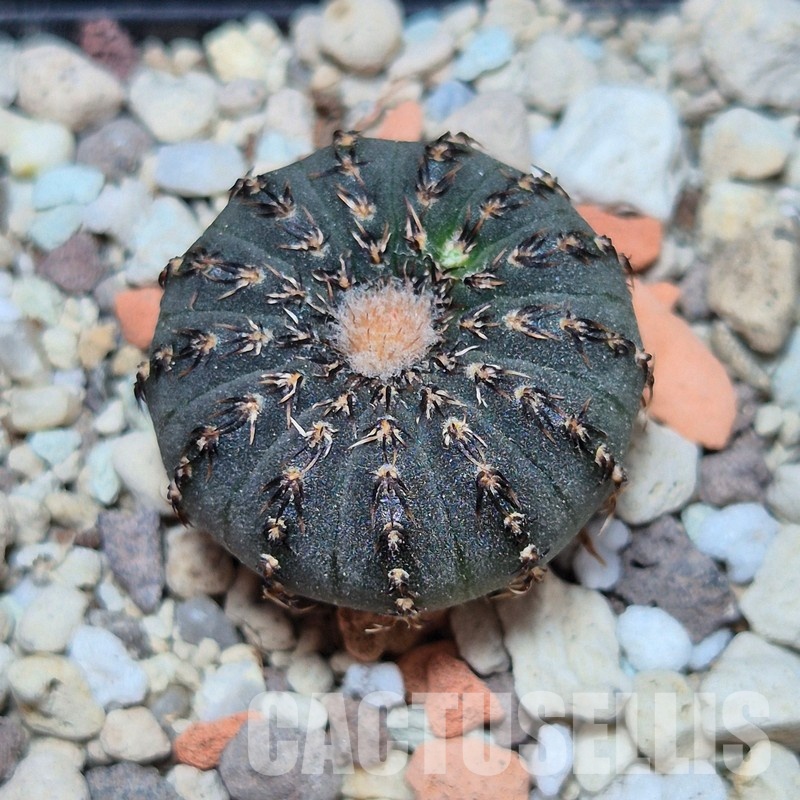 VVG35202 Frailea castanea seedling
