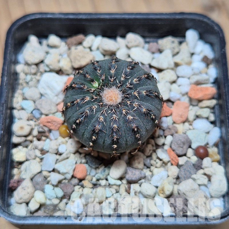 VVG35202 Frailea castanea seedling - Image 2