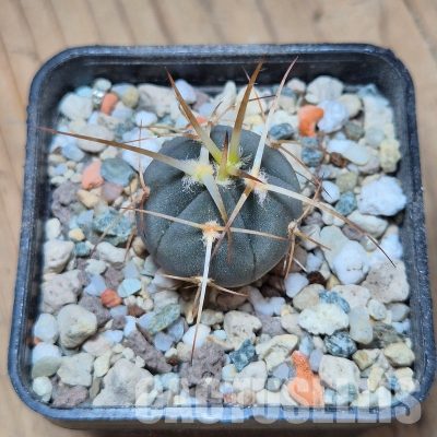 VVG35203 Gymnocalycium cardenasianum -Khores- seedling