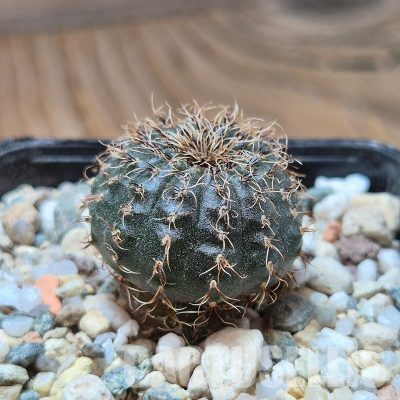 VVG35204 Frailea asterioides FSO485  seedling