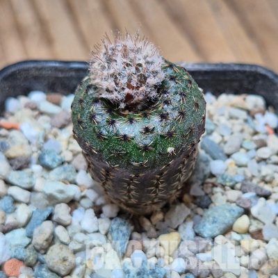 VVG35205 Frailea phaedisca HU75  seedling