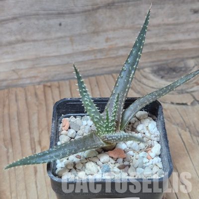 VVG35206  Aloe florenceae seedling