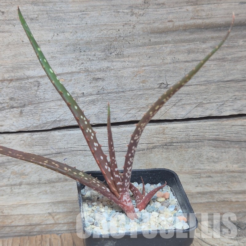 VVG35209 Aloe catengiana -Angola- seedling