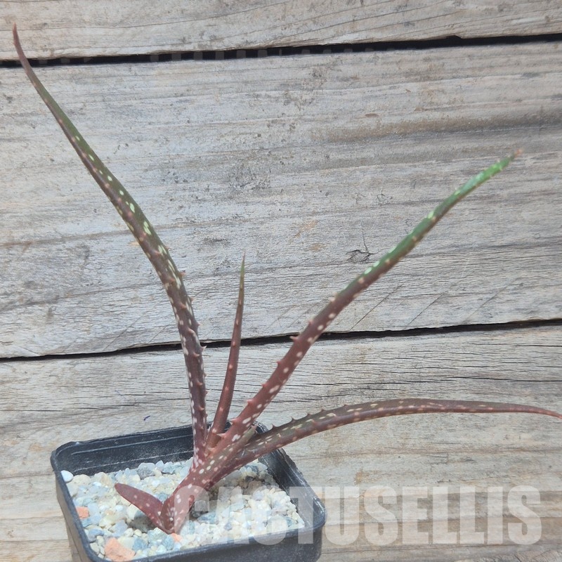 VVG35209 Aloe catengiana -Angola- seedling - Image 2