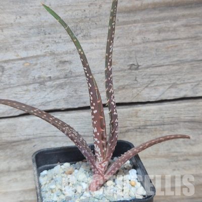 VVG35210 Aloe catengiana -Angola- seedling
