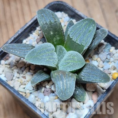 VVG35211 Haworthia pygmaea f.crystallina -Japan- seedling